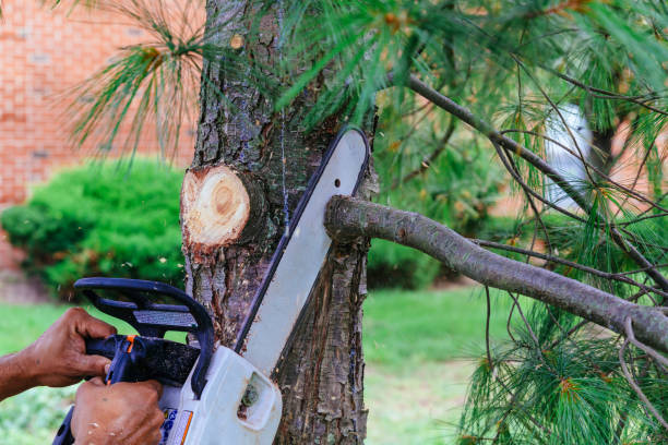 Professional Tree Removal and Landscaping Services in Valley Springs, CA